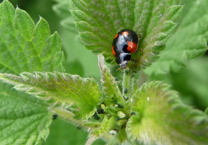 Coccinella con afidi